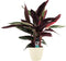 Calathea Triostar met Elho brussels soap ↨ 85cm - hoge kwaliteit planten