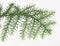 Plant in a Box - Araucaria Heterophylla - Norfolkden - Kamerden - Pot 14cm - Hoogte 45-55cm