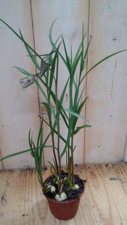 3 stuks! Kievitsbloem Waterntuin Natuurlijk