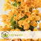Plant in a Box - Bougainvillea 'Dania' - Bougainvillea op rek - Gele bloemen - Klimplant - Tuinplant - Pot 17cm - Hoogte 50-60cm