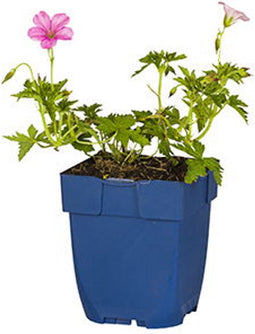 Griffioen - Geranium river. 'Russell Prichard'