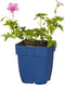 Griffioen - Geranium river. 'Russell Prichard'