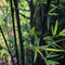 Plant in a Box - Bamboe - Set van 3 - Fargesia nitida 'Black Dragon' - Hoogte 25-40cm - ⌀14cm