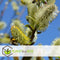 Plant in a Box - Salix repens 'Iona' - Zwitserse dwergwilg op stam - Boompjes - Potmaat 19 cm - Hoogte 80-90 cm - Zilvergroen