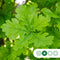 Zomereik | Quercus robur 18-20 cm | Bomenbezorgd.nl