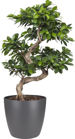 Goed & Groen - Ficus Gin Seng Bonsai met Elho Brussels Round 30cm pot Antracite - ↨ 70cm - Potmaat 27 - Exclusieve Kwaliteit Planten - Kamer Plant - Kamerplanten - Sfeer - Interieur