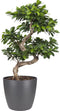 Goed & Groen - Ficus Gin Seng Bonsai met Elho Brussels Round 30cm pot Antracite - ↨ 70cm - Potmaat 27 - Exclusieve Kwaliteit Planten - Kamer Plant - Kamerplanten - Sfeer - Interieur