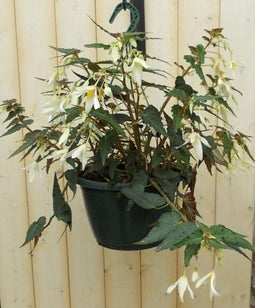 Hangbegonia wit