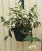 Hangbegonia wit
