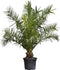 Dadelpalm 200 cm | Phoenix canariensis 20-30 cm| Bomenbezorgd.nl