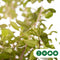 Bol Photinia Photinia f. Red Robin h 225 cm st. omtrek 8 cm st. h 1...