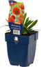 Engels Gras (Armeria) 'Ballerina Red' | 1 stuk | Rotsplant | plant voor rotstuin | alpine plant | 11x11 cm Kwekerspot | Rood
