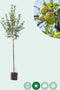 Grote appelboom Elstar Malus domestica Elstar 350 cm