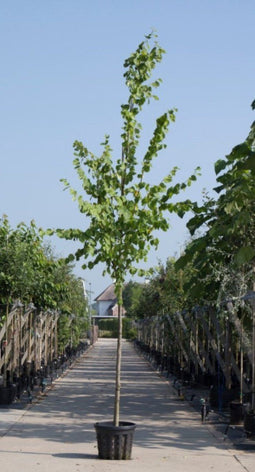 Koningslinde | Tilia europea 'Pallida' 18-20 cm | Bomenbezorgd.nl