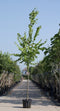 Koningslinde | Tilia europea 'Pallida' 18-20 cm | Bomenbezorgd.nl