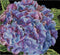 Thea Gouverneur - Borduurpakket met telpatroon - 497A - Voorgesorteerde DMC Garens - Hortensia - Aida - 15 cm x 14 cm - DIY Kit