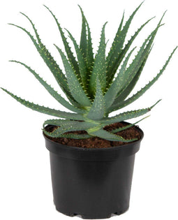 Aloë Arborescens ↨ 40cm - hoge kwaliteit planten