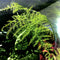 Growing Concepts DIY Duurzaam Ecosysteem Giants Ecolight XL - 20 Liter - Planten - Botanische Mix - H42xØ40cm