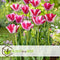 Plant in a Box - Tulipa Mata Hari - Bloembollen x15 - Tulp - Roze, Wit - Dubbelkleurig