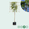 Groene leibeuk 120 cm (120x120) | Fagus sylvatica 120 cm| Bomenbezorgd.nl