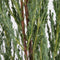 Juniperus scopulorum blue arrow 120 cm