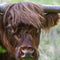 Customize it - Tuinschilderij highl cattle 130x70