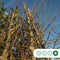 Winterlinde | Tilia cordata 18-20 cm | Bomenbezorgd.nl