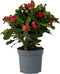 Plant in a Box - Euphorbia Milii - Christusdoorn - kamerplant - vetplant - ⌀ 13 cm - hoogte 25-35 cm
