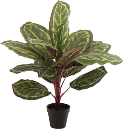 J-Line plant Peacock Plant In Pot - kunststof - groen