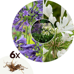 Plant in a Box - Agapanthus - Mix van 6 - Afrikaanse lelie - Wortelstokken - Bloeiende plant