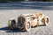 Ugears modelbouw Grand Prix Auto