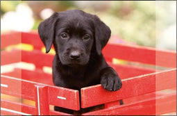 Kangaro bureau onderlegger - 38x58cm - Labrador zwart - antislip - met insteekvakken - K-0014D105