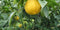 Citrus Bergamot