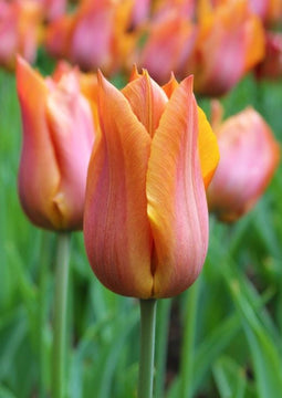 JUB - Tulipa Request