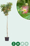 Perzische slaapboom - ‘Albizia julibrissin’ 180 - 200 cm stamhoogte (8 - 10 cm stamomtrek)