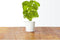 Click&Grow navulling Basilic 3pak