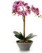 Decoratieve plant Orchidee 16 x 48 x 28 cm Plastic (4 Stuks)