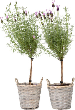 Plant in a Box - Lavandula stoechas 'Anouk' - Lavendelbomen in mand - Set van 2 - Pot 15cm - Hoogte 45-55cm - Winterhard - Tuinplanten
