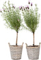 Plant in a Box - Lavandula stoechas 'Anouk' - Lavendelbomen in mand - Set van 2 - Pot 15cm - Hoogte 45-55cm - Winterhard - Tuinplanten
