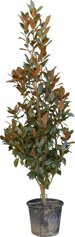 Magnolia grandiflora solitair | Magnolia grandiflora ‘Galissonière’ | Bomenbezorgd.nl