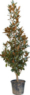 Magnolia grandiflora solitair | Magnolia grandiflora ‘Galissonière’ | Bomenbezorgd.nl