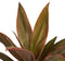 Decorum Duo 2x Cordyline Rumba met Anna taupe – ↨ 40cm – ⌀ 12cm