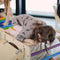KateHaa Houten Activiteiten Kubus met Ladder Regenboog - Klimrek - Houten Montessori Speelgoed