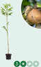 Walnotenboom 'Buccaneer' | Juglans regia 'Buccaneer' 2-4 cm | Bomenbezorgd.nl