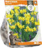 Narcissus Tête-à-Tête (Sp) per 10