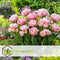 Plant in a Box - Tulipa Dreamer - Tulpenbollen x20 - Bloembollen voor Tuin, Terras of Balkon