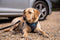 Hondentuigje Company of Animals CarSafe Zwart Maat M