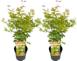 Plant in a Box - Japanese Maple 'Orange Lace' - Set van 2 - Japanse Esdoorn Acer boom - Prachtige levendige kleuren - Pot 19 - Hoogte 60-70cm