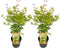 Plant in a Box - Japanese Maple 'Orange Lace' - Set van 2 - Japanse Esdoorn Acer boom - Prachtige levendige kleuren - Pot 19 - Hoogte 60-70cm