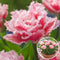 Plant in a Box - Tulipa Queensland - Bloembollen x10 - Tulp - Roze Wit - Tulpen uit Holland